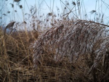 Close-up of dried plant on field, reed 