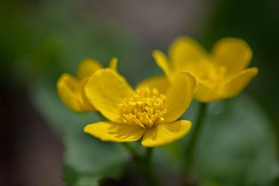 Close-up of yellow flower