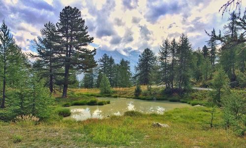 Scenic view of pine trees in forest against sky