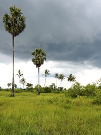 Palm trees on field against sky