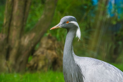 Demoiselle crane looking away