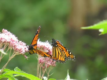 Close-up of butterfly pollinating on flower