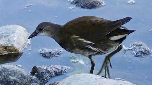 View of birds in water