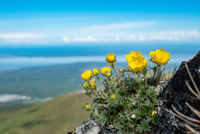 Close-up of yellow flowering plant on land against sky