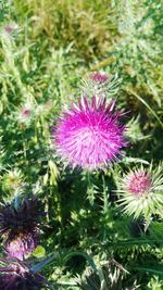 Close-up of pink flowers