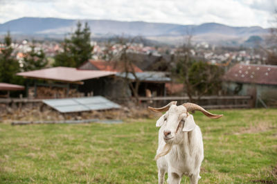 Goat standing on a meadow in front of panorama from swabian alb.