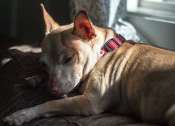 Close-up of a dog resting on sofa