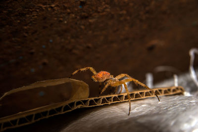 Close-up of spider on wood