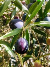 Close-up of fruit growing on tree