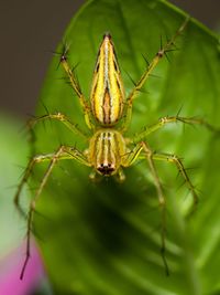 Close-up of spider on plant