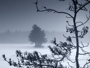 Low angle view of tree against sky