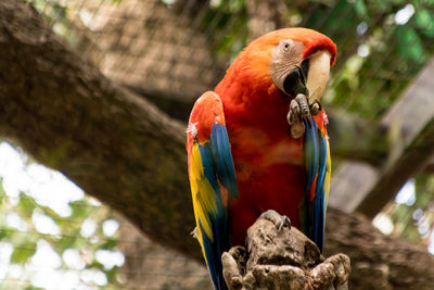 Close-up of parrot perching on branch