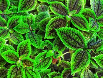 Full frame shot of plants