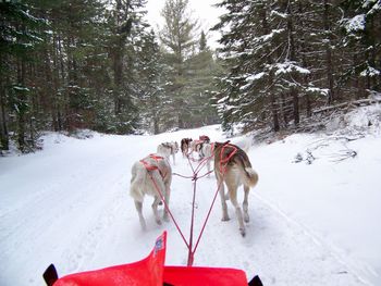 Dog on snow covered car by trees during winter