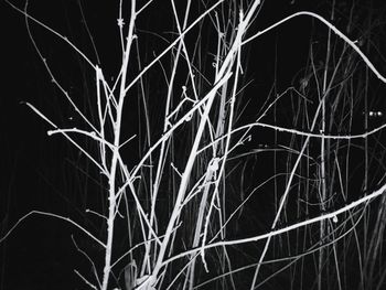 Low angle view of bare tree against the sky