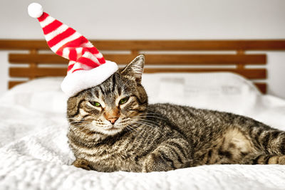 Cute tabby cat, wearing striped hat, sleeping on gray blanket on the bed. funny home pet. 