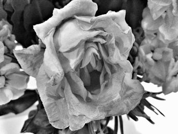 Close-up of rose blooming outdoors