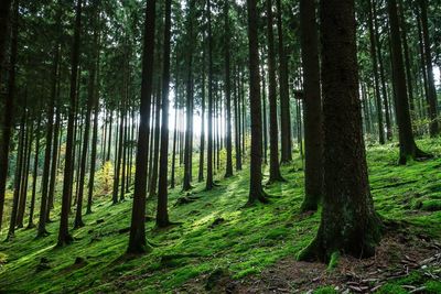 Trees in forest