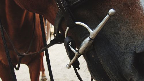 Close-up of horse standing outdoors