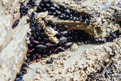 Close-up of crab on rock