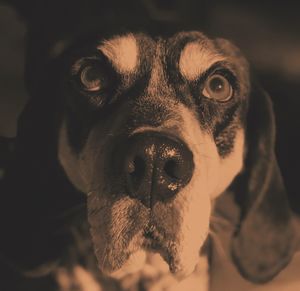 Close-up portrait of dog