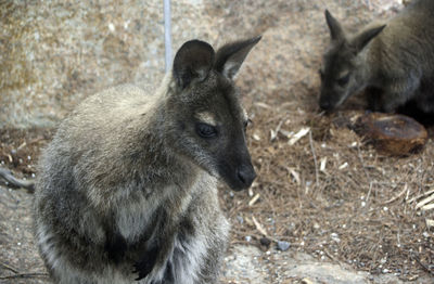 Close-up of two kangaroos 