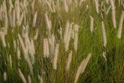 Full frame shot of stalks in field