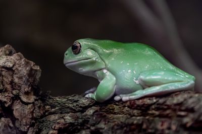 Close-up of frog on tree trunk