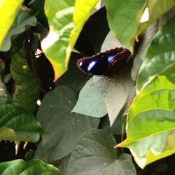 High angle view of butterfly on leaves