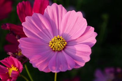 Close-up of cosmos flower blooming outdoors