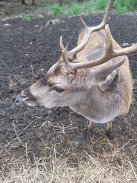 Deer in a field