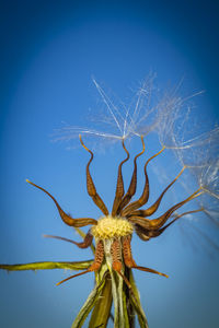 Close-up of cactus plant against blue sky