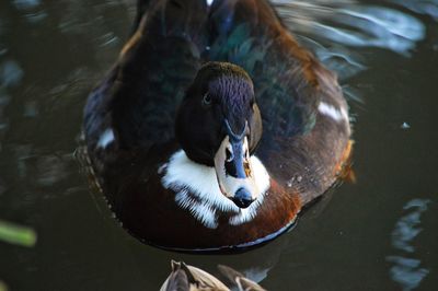 Close-up of duck swimming in lake