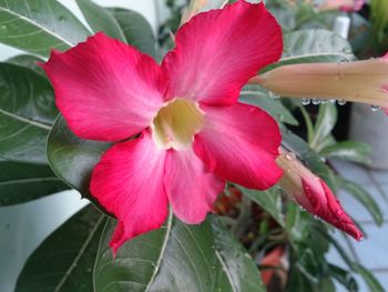 Close-up of pink flower