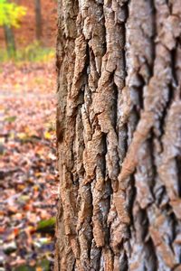 Close-up of tree trunk