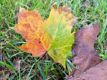 Close-up of dry maple leaf on field