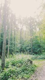 Trees growing in forest