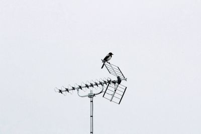 Low angle view of bird perching on a pole