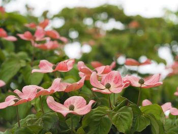 Close-up of pink flowering plants