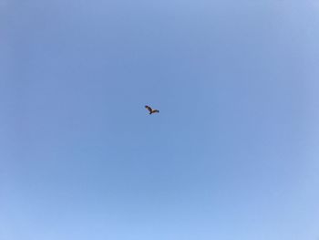 Low angle view of eagle flying against clear blue sky