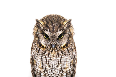 Close-up portrait of owl against white background