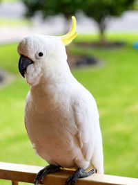 Close-up of cockatoo 