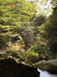 Scenic view of river amidst trees in forest