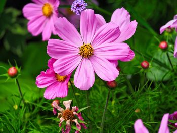 Close-up of pink flowers