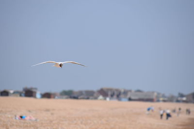 Bird flying over beach against clear sky