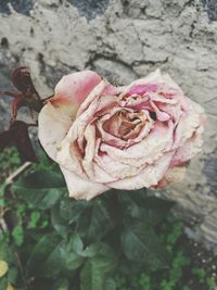 Close-up of pink flower blooming outdoors