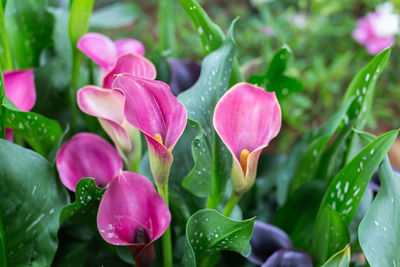 Close-up of wet pink flowering plants during rainy season