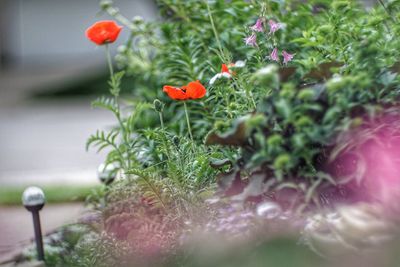 Close-up of red flower