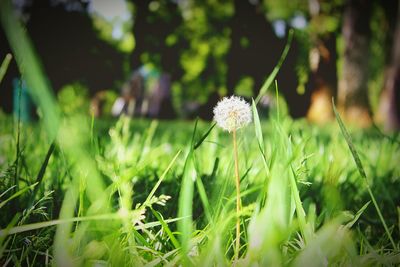 Close up of flowers blooming in field