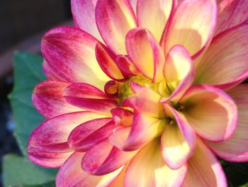 Close-up of pink flower blooming outdoors